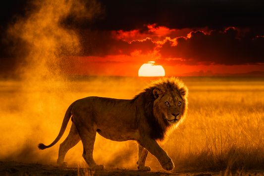 🦁 Affiche “Lion de la Savane” — Roi du Silence