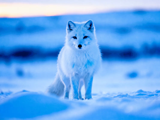 🦊 Affiche “Renard Polaire” — Silence du Grand Nord
