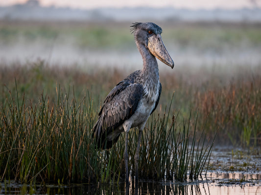 🪶 Affiche “Bec-en-Sabot du Nil” — L’Esprit des Marais